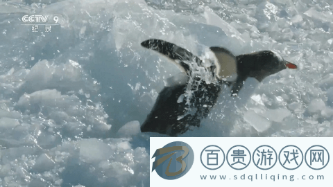 冰姐TV2024最新版