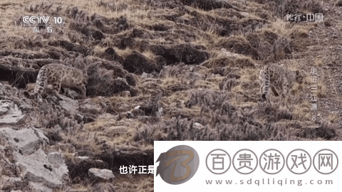 毒盒TV2024最新版