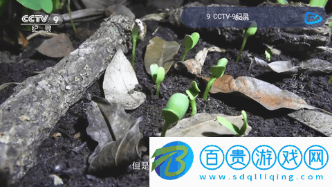 飛流直播2024最新版