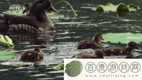 迷你tv電視盒子版