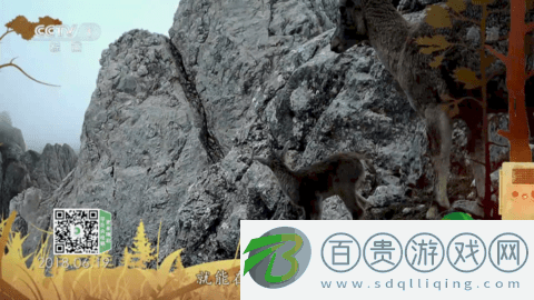 神鳥電視永久免費版