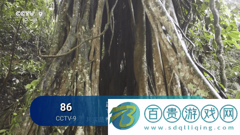 泰山TV2023最新版