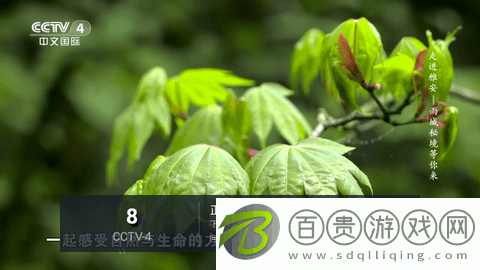 極光直播高清免費版