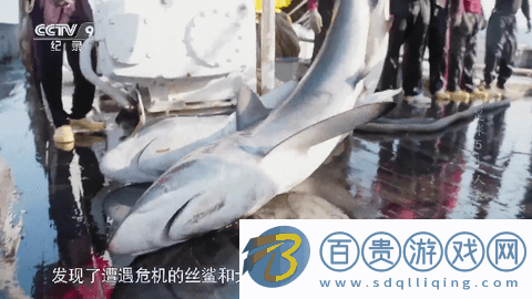 全球直播TV2024最新版